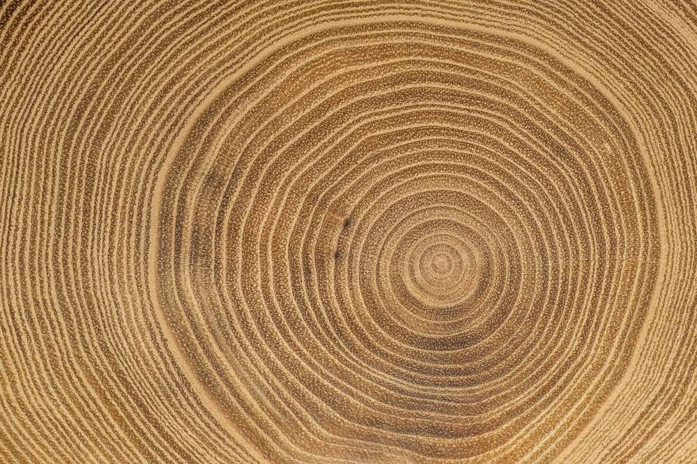SUSTA Trade Mission Forest Products  to North Carolina and Tennessee